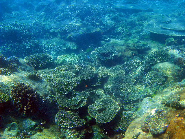 Free Stock Photo: colourful corals growing on the sea bed