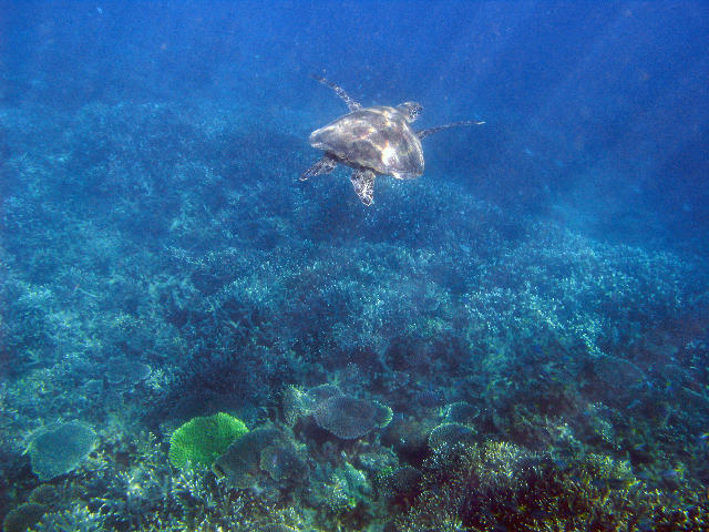 Free Stock Photo: A loggerhead turtle swimming underwater in a landscape of corals