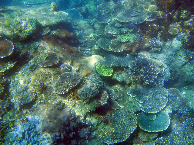 Free Stock Photo: A colourful array of corals growing on a reef at great keppel island, queensland, australia