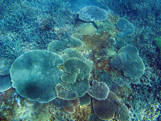 Free Stock Photo: A colourful assortment of plate corals on the sea bed off great keppel island, queensland, australia