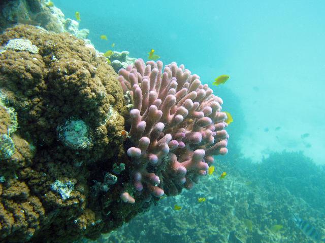 Free Stock Photo: Pink finger coral and cabbage corals growing on australias Great Barrier Reef