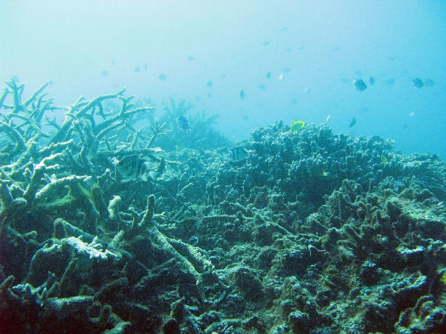 Free Stock Photo: An ocean landscape of corals and shoals of reef fish