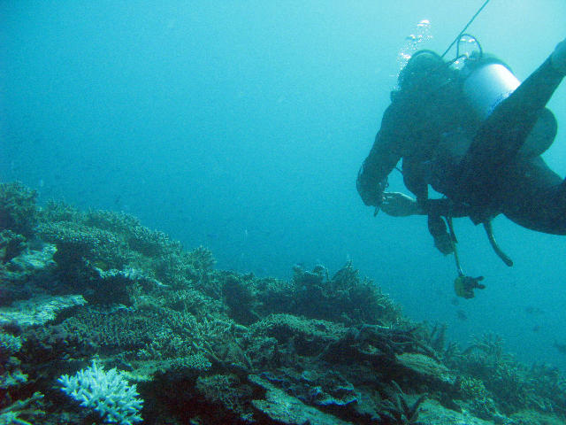 Free Stock Photo: A scuba diver swiming over a coral landscape
