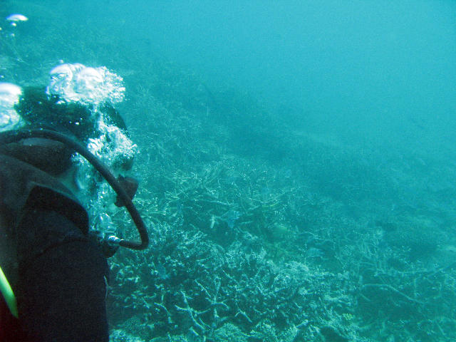 Free Stock Photo: breathing underwater through a scuba regulator