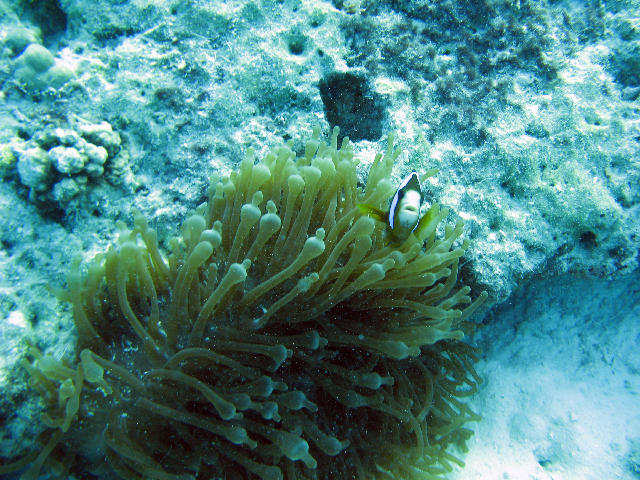 Free Stock Photo: Sea Anemone and Clownfish