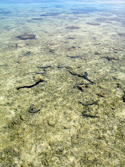 Free Stock Photo: Sea cucumbers at low tide, one of several types of cucumber shaped echinoderms