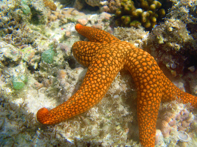 Download image of Starfish Underwater Free Stock Photo: An orange coloured starfish, in shallow water at lady musgrave island