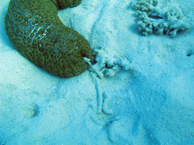 Free Stock Photo: A sea cucumber slowly crawls along the seabed feeding on plant matter amongst sand grains, and then excreting the sand it has eaten