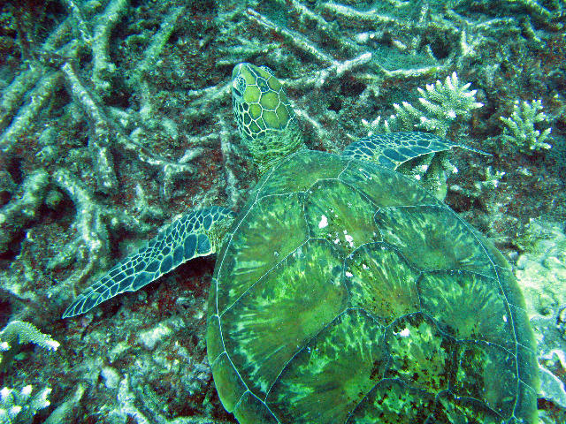 Free Stock Photo: A green sea turtle feeding of the coral reef