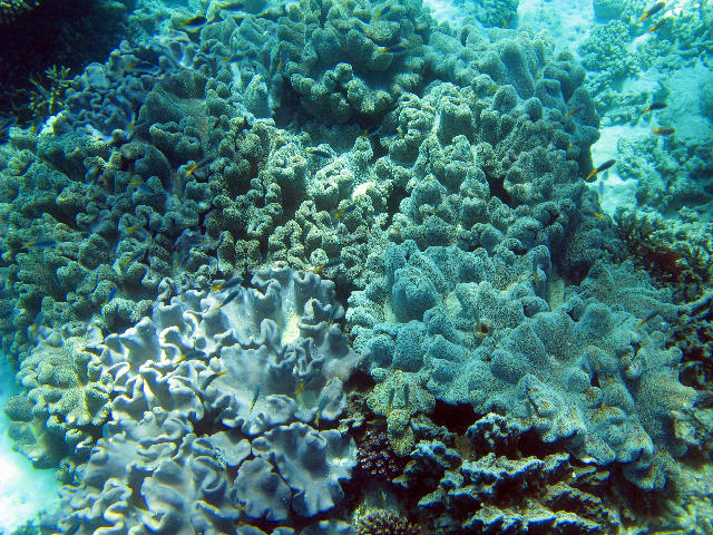 Free Stock Photo: Elephants ear soft corals, and reef fish along with other hard corals form an underwater landscape