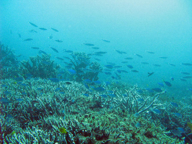 shoals_of_fish_underwater_2651.jpg