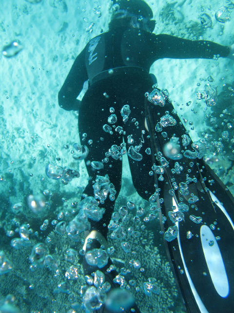 Download image of Snorkel Bubbles Free Stock Photo: A snorkeler diving under the water exhaling air has he descends