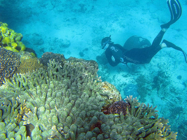 Download image of Reef Snorkeler Free Stock Photo: A snorkel diver swiming amongst the corals of australias great barrier reef