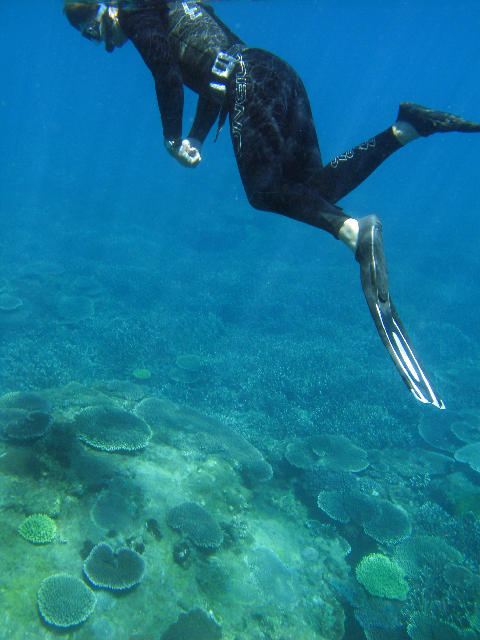 Download image of Sorkeling Free Stock Photo: A snorkeler swimming over a colourful oceanscape of plate corals
