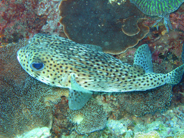 Download image of Porcupinefish Free Stock Photo: a spiny porcupine fish sometimes called a blowfish