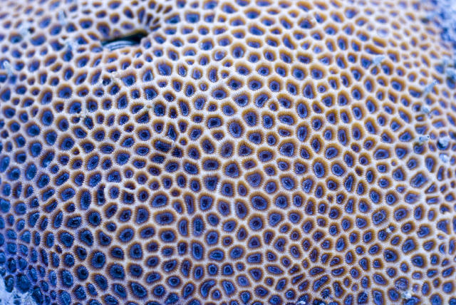 Free Stock Photo: a 'star coral', one of the hard corals, family Poritidae