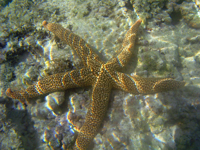 Download image of Orange Starfish Free Stock Photo: An orange coloured starfish, in shallow water at lady musgrave island
