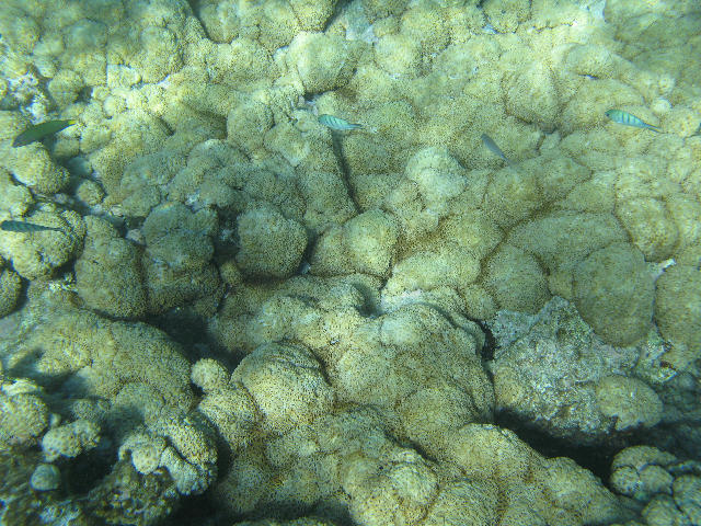 Download image of Coral Growth Free Stock Photo: unsual coral formation frowing across a coral reef