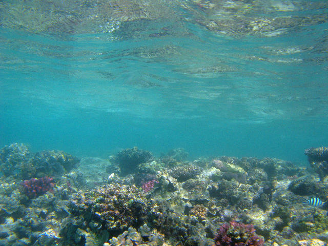 Free Stock Photo: Corals and other marine life on australias great barrier reef