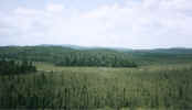 nature00006p.jpg (567754 bytes)