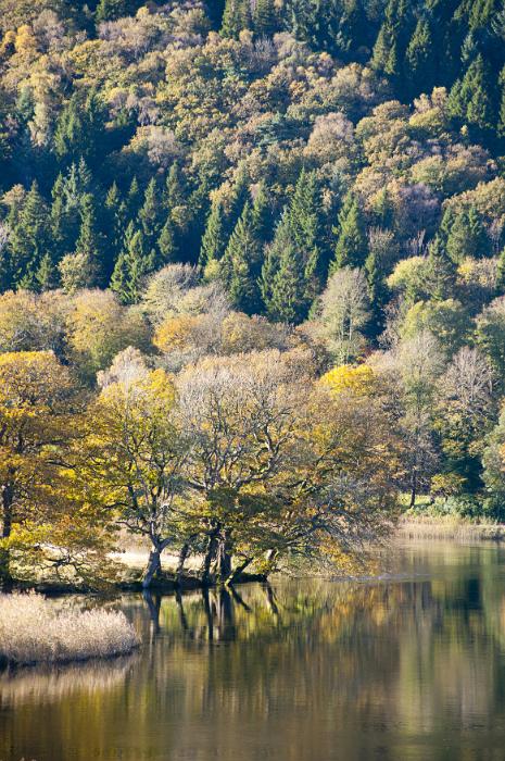 Free Stock Photo: Autumn landscape of a tranquil mountain lake surrounded by trees in colorful yellow autumn foliage reflected in the water backed by evergreen pine plantations