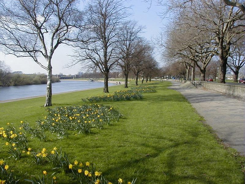 Free Stock Photo: Neatly trimmed green grassy bank alongside a river or canal with yellow daffodils flowering under the trees in a scenic early spring landscape