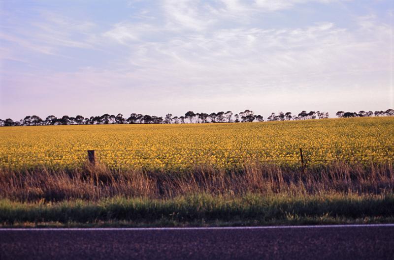Free Stock Photo: Oilseed or rapeseed field with colorful yellow flowers alongside a tarred country road with trees on the horizon