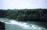 nature00054p.jpg (585910 bytes)