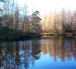 nature00913.jpg (872581 bytes)