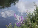 natureflowers1376.jpg (646792 bytes)