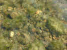 natureunderwater1389.jpg (882258 bytes)