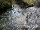 naturewater02864.jpg (613099 bytes)