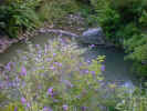 pond00023.jpg (149272 bytes)
