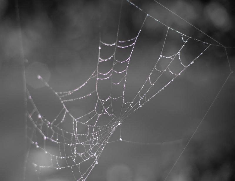 Free Stock Photo: Water droplets from early morning dew or rain glistening in a spider web highlighting the intricate structure of the silken web