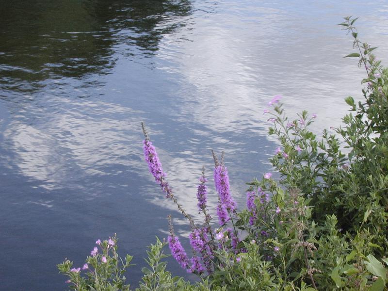 Free Stock Photo: Pretty purple wildflowers growing on the bank overlooking the water alongside a tranquil river with reflections of trees