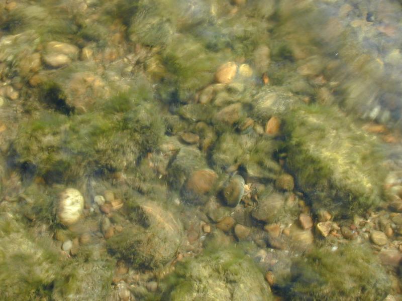 Free Stock Photo: green algae and gravel rounded by running water in a shallow stream