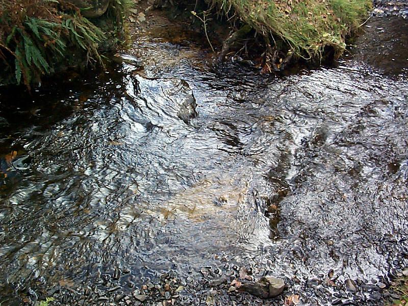 Free Stock Photo: Flowing stream in a nature background providing a valuable natural resource of fresh pure water