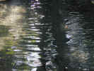 water0366.jpg (668589 bytes)