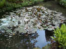 waterlillypond02051.jpg (487694 bytes)