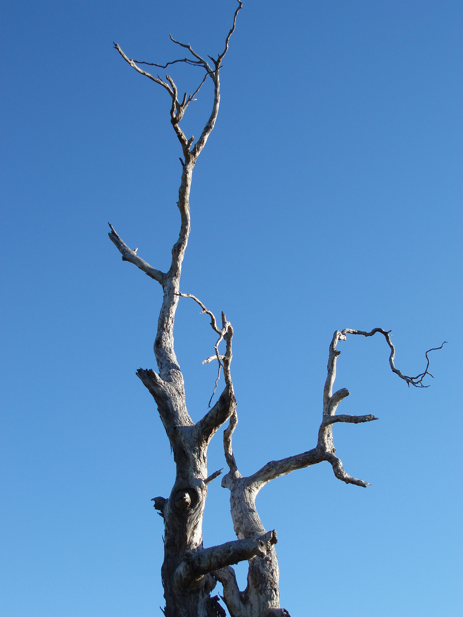 dead tree