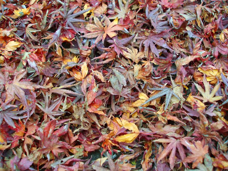 Free Stock Photo: a bed of golden, red and maroon coloured autumn fallen leaves