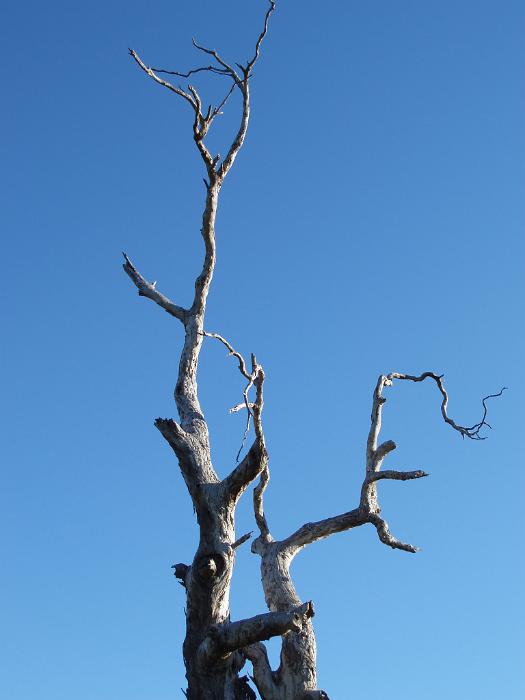 Free Stock Photo: dead wood, symbolic of climate change and desertification