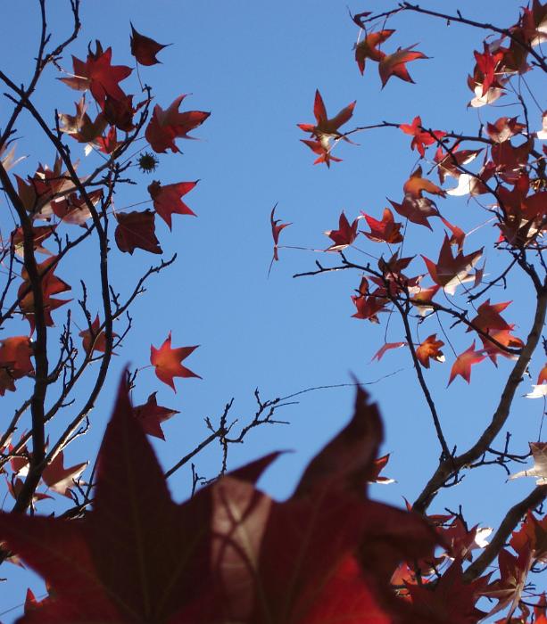 Free Stock Photo: red and orange maple leaves, a pretty autumnal scene