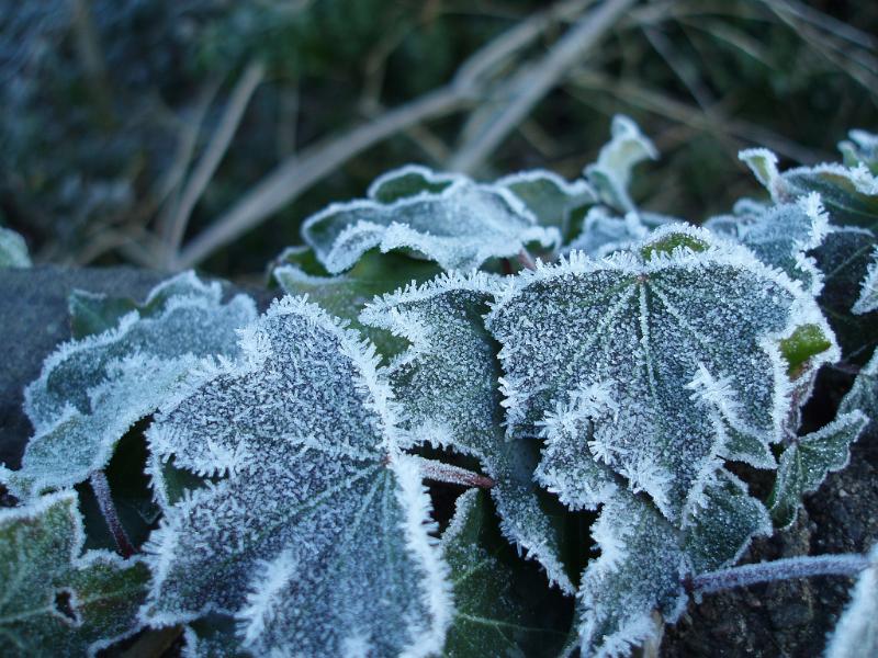 Free Stock Photo: ice crystals growing on ivy leaves in an english hedge row