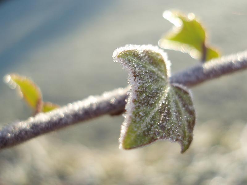 Free Stock Photo: a close up macro image of frost on ivy