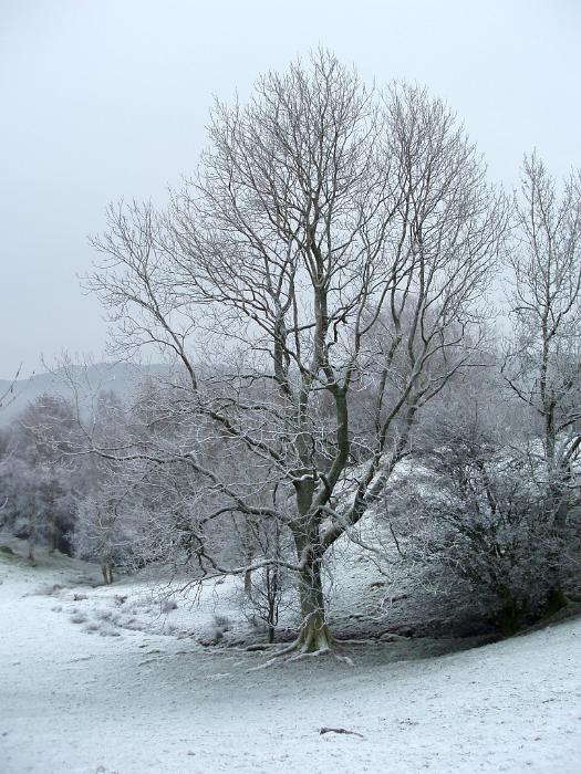 Free Stock Photo: a frosty winter landscape, ice covered trees