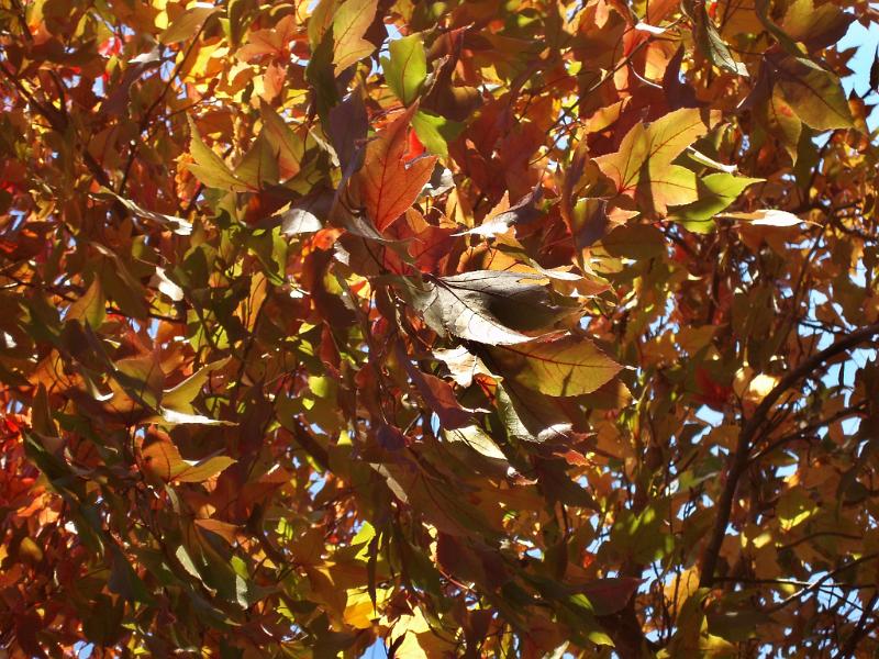 Free Stock Photo: sun and autumn colours, an array of yellow and orange leaves