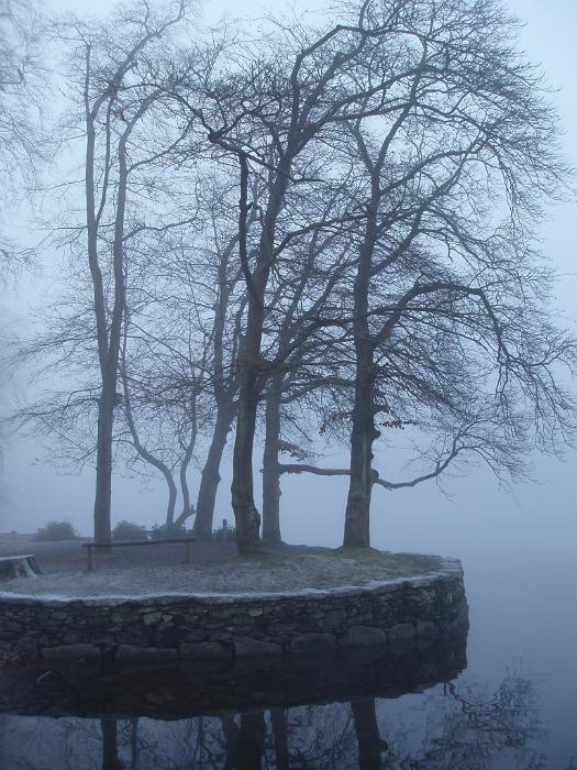 Free Stock Photo: a cold winter scene, trees and mist or fog on a lake