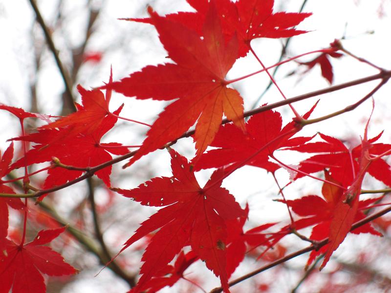 Free Stock Photo: colourful red leaves, representative of autumn
