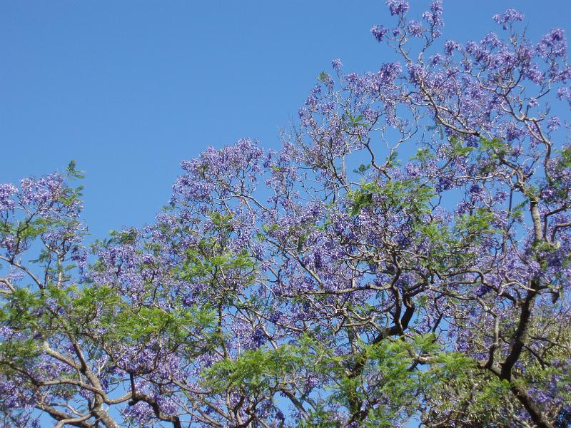 Free Stock Photo: colourful purple spring flowers: jacaranda blossom and spring leaves